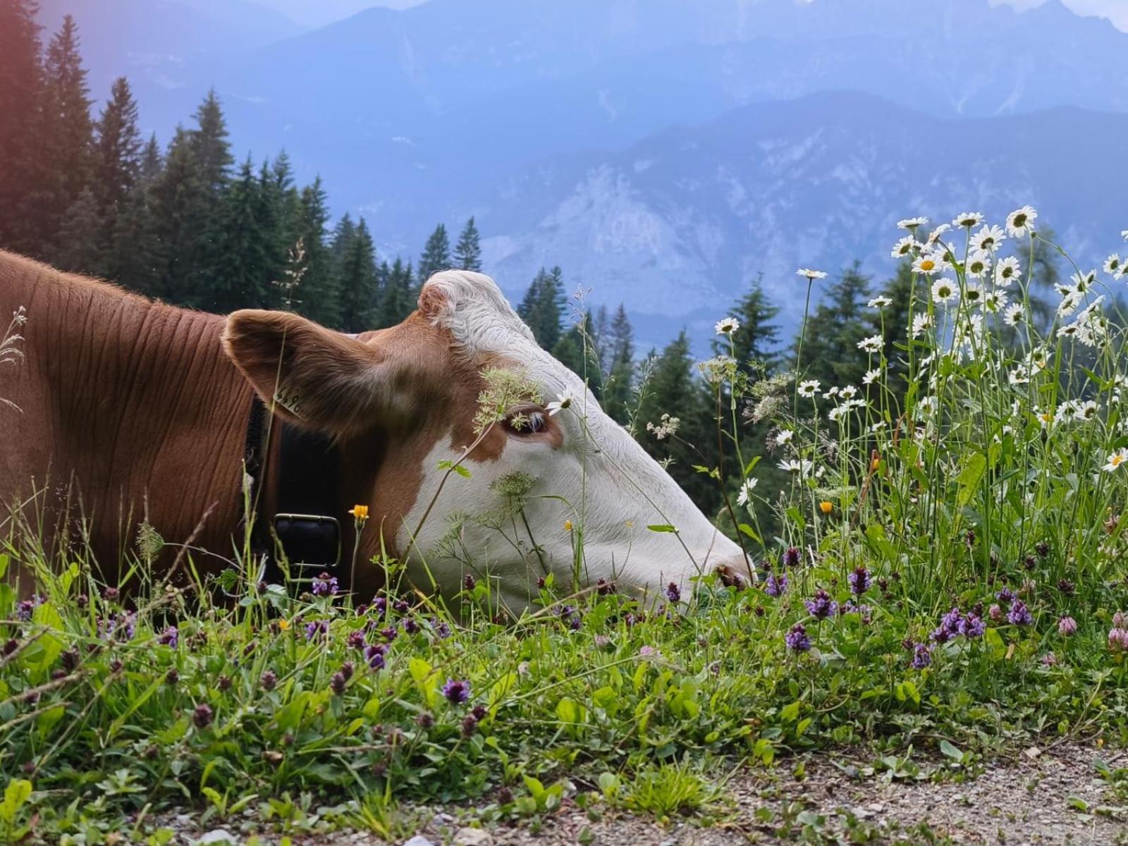 Ferienwohnung Goetzner Auszeit Innsbruck Exteriör bild